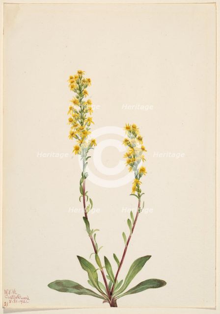 Mountain Goldenrod (Solidago oreophila), 1921. Creator: Mary Vaux Walcott.
