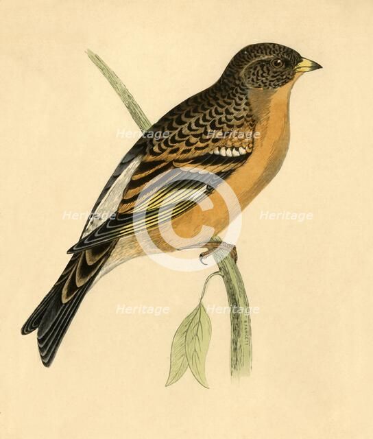 'Mountain Finch', late 19th century. Creator: Unknown.