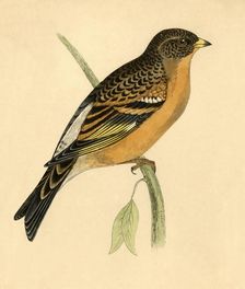 Mountain Finch late 19th century. Creator: Unknown