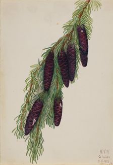 Mountain Hemlock (Tsuga mertensiana), 1923. Creator: Mary Vaux Walcott