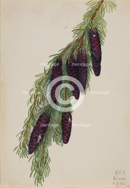 Mountain Hemlock (Tsuga mertensiana), 1923. Creator: Mary Vaux Walcott.