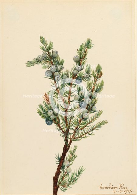 Mountain Juniper (Juniperus sibirica), 1917. Creator: Mary Vaux Walcott.