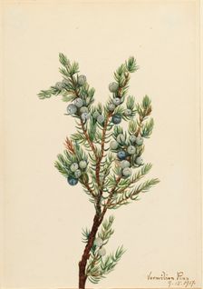 Mountain Juniper (Juniperus sibirica), 1917. Creator: Mary Vaux Walcott
