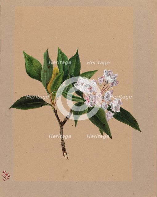 Mountain Laurel (Kalmia latifolia), 1879. Creator: Mary Vaux Walcott.