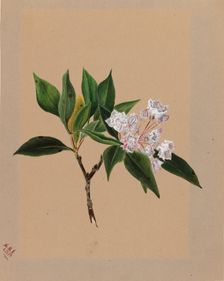 Mountain Laurel (Kalmia latifolia), 1879. Creator: Mary Vaux Walcott