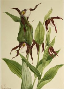 Mountain Lady's Slipper (Cypripedium montanum), 1923. Creator: Mary Vaux Walcott