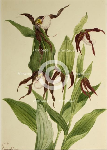 Mountain Lady's Slipper (Cypripedium montanum), 1923. Creator: Mary Vaux Walcott.