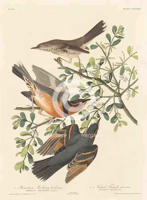 Mountain Mocking-bird and Varied Thrush, 1837. Creator: Robert Havell.