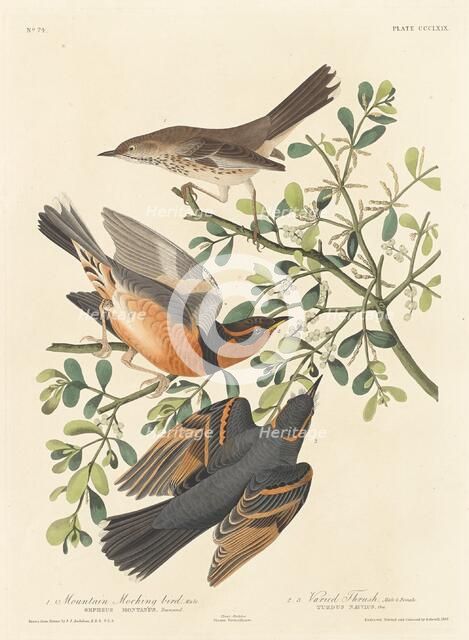 Mountain Mocking-bird and Varied Thrush, 1837. Creator: Robert Havell.