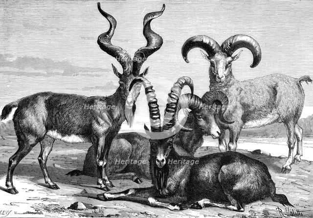 Mountain sheep and ibex, c1890. Artist: Levy