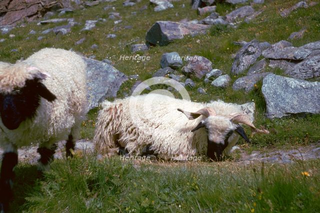 Mountain sheep in Switzerland. Artist: Unknown