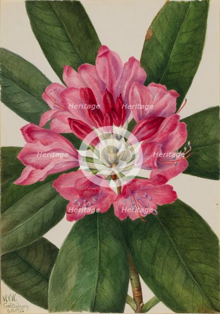 Mountain Rose-Bay (Rhododendron catawbiense), 1932. Creator: Mary Vaux Walcott.