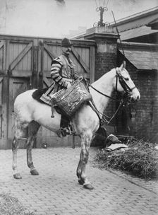 Mounted Trumpeter, Household Infantry, London, between c1910 and c1915. Creator: Bain News Service