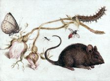 Mouse, Flower and Insect 16th century. Artist: Joris Hoefnagel