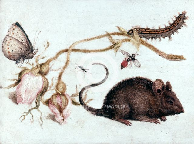 'Mouse, Flower and Insect', 16th century.  Artist: Joris Hoefnagel