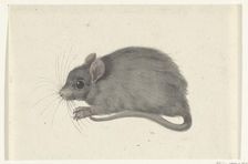 Mouse, to the left, 1775-1833. Creator: Jean Bernard