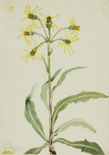 Mourning Groundsel (Senecio lugens), 1921. Creator: Mary Vaux Walcott