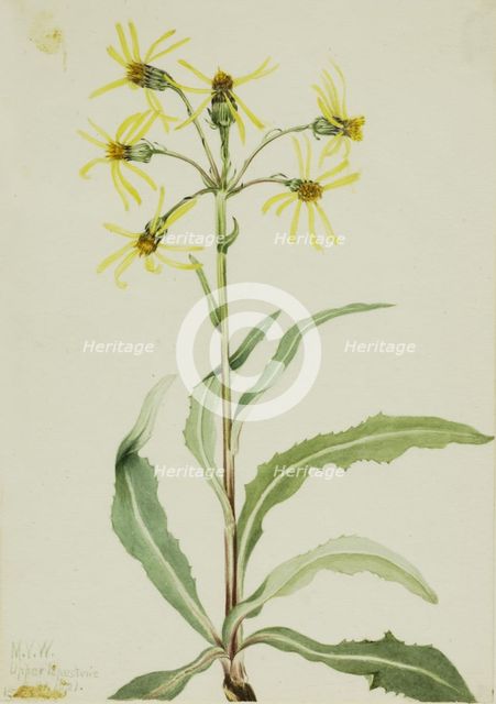 Mourning Groundsel (Senecio lugens), 1921. Creator: Mary Vaux Walcott.
