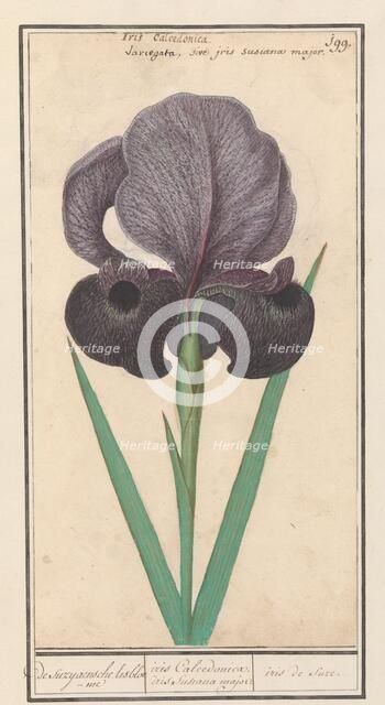 Mourning iris (Iris susiana), 1596-1610. Creators: Anselmus de Boodt, Elias Verhulst.