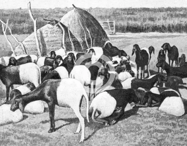 ''Moutons a poil du Sahel; L'Ouest Africain', 1914. Creator: Unknown.