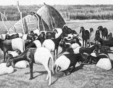 'Moutons a poil du Sahel; L'Ouest Africain 1914. Creator: Unknown