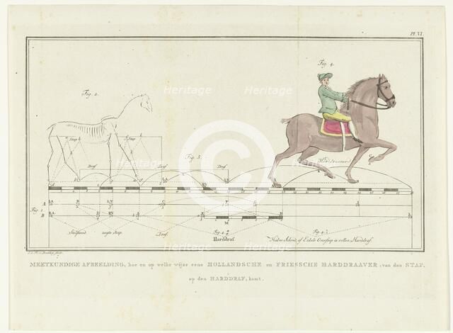 Movement of a horse from walking to trotting, with scale showing distances, 1739-1812. Creator: Johannes le Francq van Berkhey.