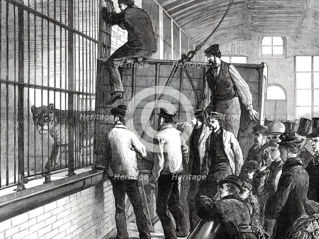 Moving the lions at the Zoological Society's Gardens, 1876. Creator: Unknown.