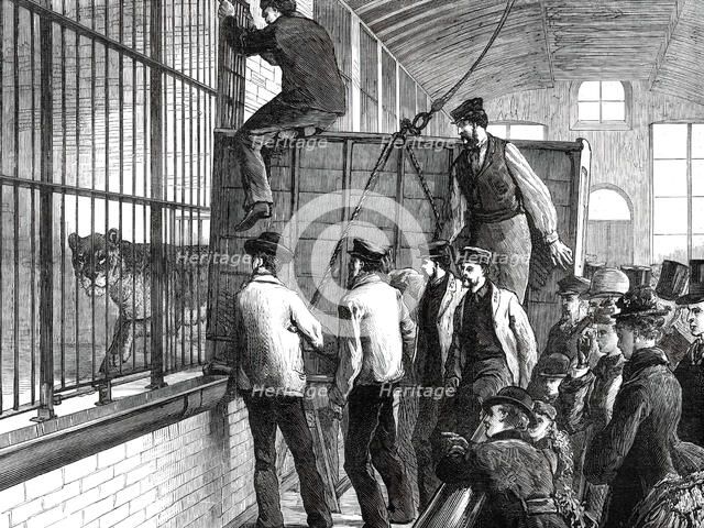 Moving the lions at the Zoological Society's Gardens, 1876. Creator: Unknown.