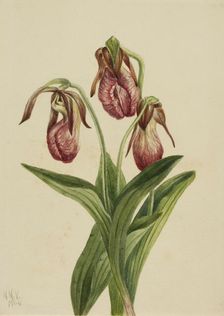 Moccasin Flower (Cypripedium acaule), 1904. Creator: Mary Vaux Walcott