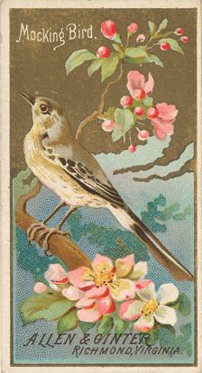 Mockingbird, from the Birds of America series (N4) for Allen & Ginter Cigarettes Brands, 1888. Creator: Allen & Ginter