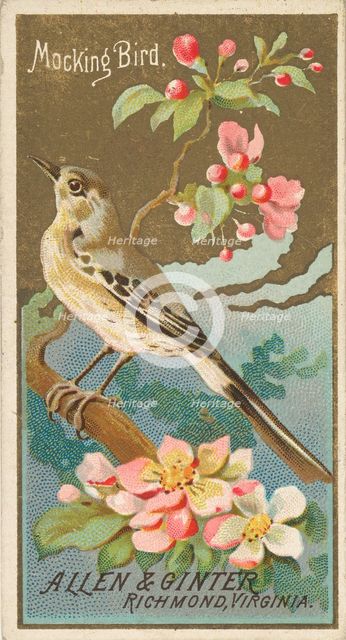 Mockingbird, from the Birds of America series (N4) for Allen & Ginter Cigarettes Brands, 1888. Creator: Allen & Ginter.