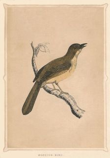 Mocking Bird (Mimus polyglottos), c1850, (1856)