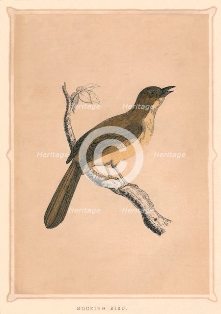 'Mocking Bird', (Mimus polyglottos), c1850, (1856). Artist: Unknown.