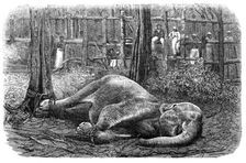 Mode of capturing wild elephants in Ceylon: an elephant noosed, 1864. Creator: Unknown