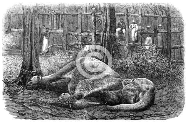 Mode of capturing wild elephants in Ceylon: an elephant noosed, 1864.  Creator: Unknown.