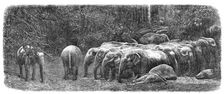 Mode of capturing wild elephants in Ceylon: herd of wild elephants, 1864. Creator: Unknown