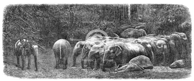 Mode of capturing wild elephants in Ceylon: herd of wild elephants, 1864.  Creator: Unknown.