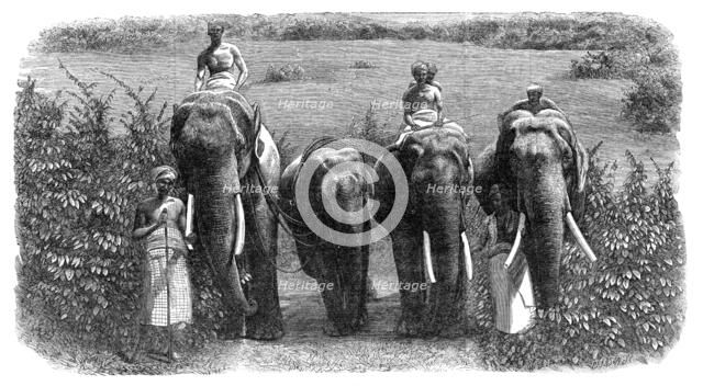 Mode of capturing wild elephants in Ceylon: taming a wild elephant, 1864. Creator: Unknown.