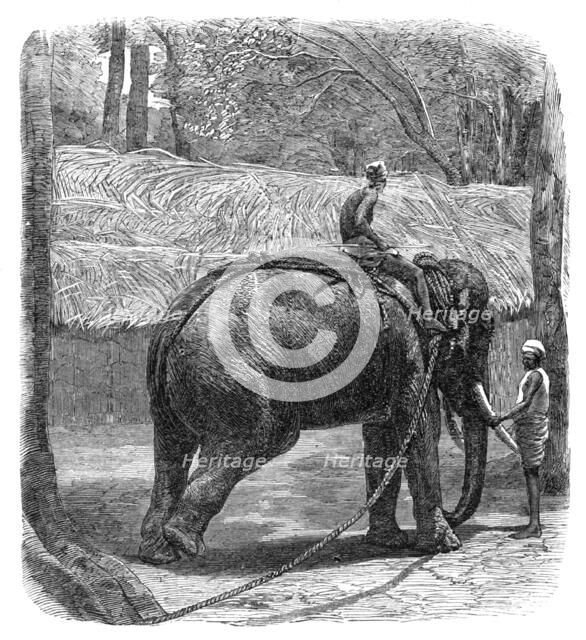 Mode of capturing wild elephants in Ceylon: testing the rope, 1864.  Creator: Unknown.