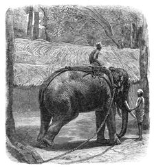 Mode of capturing wild elephants in Ceylon: testing the rope, 1864. Creator: Unknown