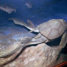 Model of a Bothriolepsis