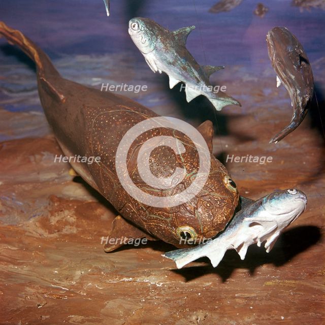 Model of a Coccosteus attacking a Diplacanthus. Artist: Unknown