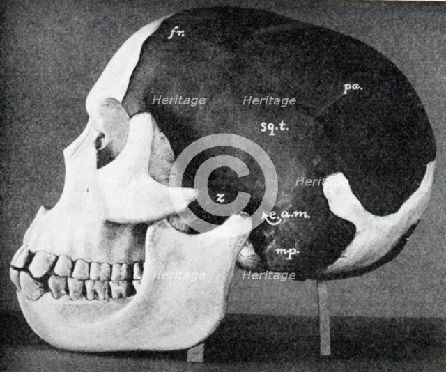 Model of the skull of Piltdown Man (Eanothropus dawsoni), 1914. Artist: Dr Smith Woodward