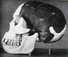 Model of the skull of Piltdown Man (Eanothropus dawsoni), 1914. Artist: Dr Smith Woodward