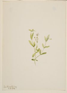 Moehringia laberiflora, 1904. Creator: Mary Vaux Walcott