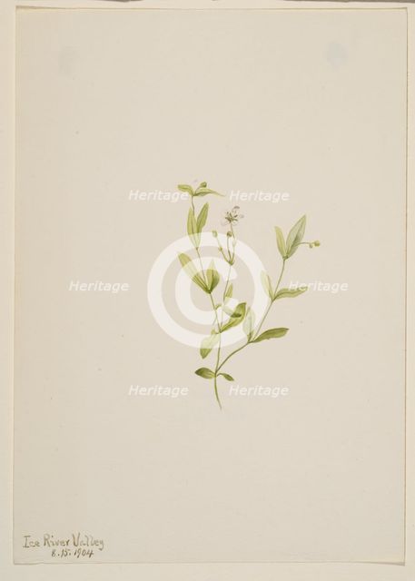 Moehringia laberiflora, 1904. Creator: Mary Vaux Walcott.
