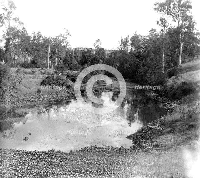 Moggill Creek near Brisbane, 1905. Creator: Ernest Melville.