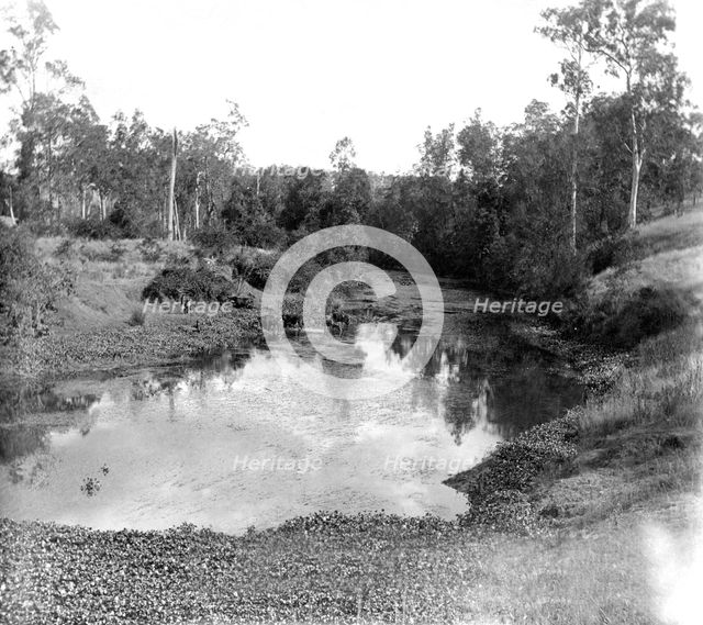 Moggill Creek near Brisbane, 1905. Creator: Ernest Melville.
