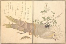 Mole Cricket (Kera); Earwig, (Hasami-mushi)..., 1788. Creator: Kitagawa Utamaro
