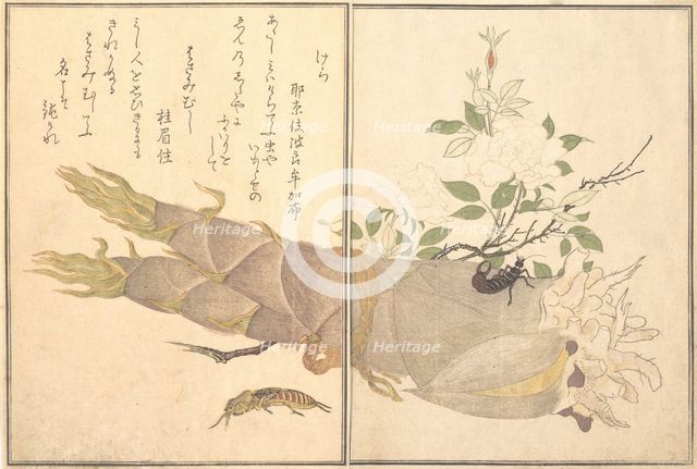 Mole Cricket (Kera); Earwig, (Hasami-mushi)..., 1788. Creator: Kitagawa Utamaro.